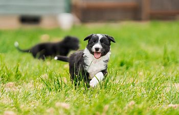 Book Puppy Kindergarten - for dogs 8-16 weeks old at the start of class