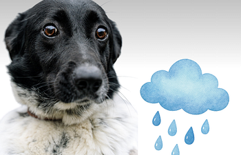 Book Souly Pathway - Private Session - Souly Raindrops - Fearful & Anxious Dogs