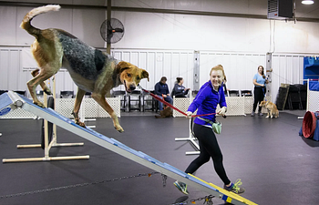 Book Beginning Agility / Confidence Building  with Jenn (5/2/26) 2pm* NO CLASS 5/23 OR 6/20