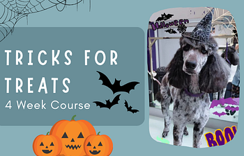 Book Tricks for Treats