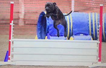 Book Agility Masters Waitlist (prerequisite is Sports Prep class)