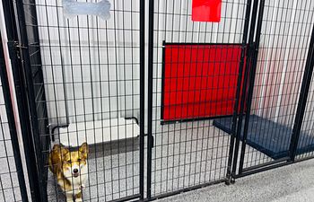 Book Pit Crew Palace - Indoor Suite (1 Dog) - 5x10