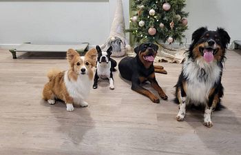 Book Small Dog Group Play