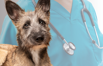 Book Private Session - Veterinary Employees