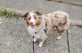 Book Foundations Skills- Level 2: Distractions