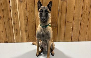 Book Obedience office hours