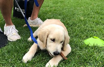Book Basic Dog Manners 