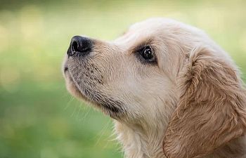 Book Private Dog Training Lessons Outdoors Elmvale