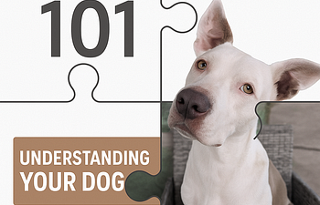 Book 🐾✨ Behavior 101: Understanding Your Dog (Virtual 4-Part Series)