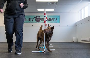 Book Paws in Action