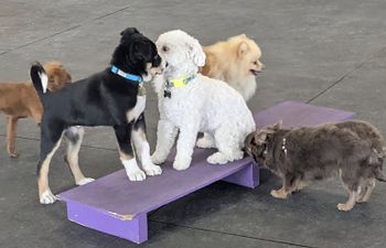 Book Puppy Power Hour