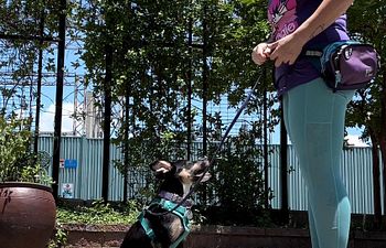 Book Intro to Dog Sports