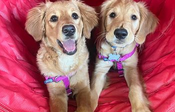 Book Saturday Puppy Social