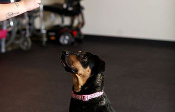 Book Manners- AKC's Canine Good Citizen 