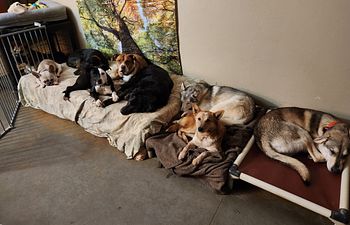 Book Alternative Daycare