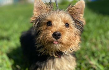 Book Star Puppy Together Day Camp