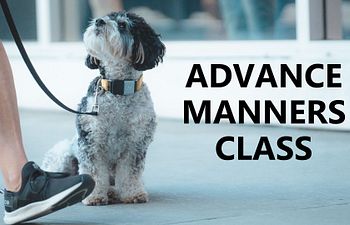 Book Manners 3: Training for the Real World 