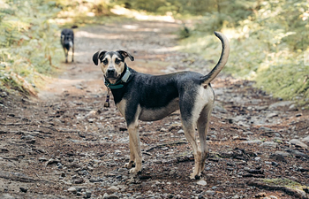 Book Hike & Train (Semi-Private)