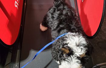 Book Woofs and Workouts