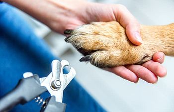 Book Nail Trim