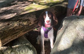 Book Field Trip: BARKOUR (Must be dog and human friendly)