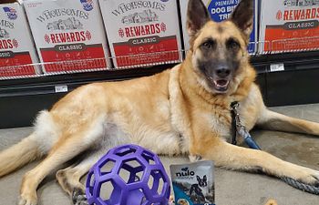 Book Dealing with Distractions