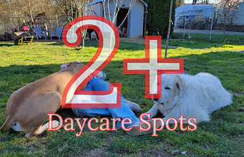 Book (2+)  Daycare for two or more dogs