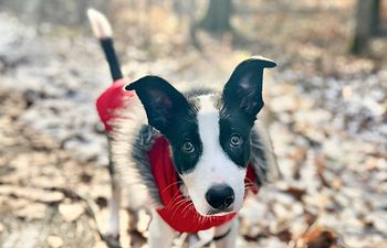 Book Puppy Social-Free