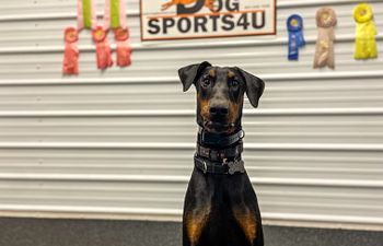 Book Good Dog Manners Day School