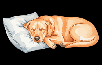 Book Overnight Boarding - Large Kennel (20+ lbs)