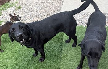 Book Days of Thunder Doggy Daycare (2 Dogs)