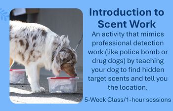 Book Intro to Scent Work