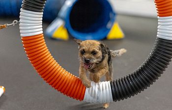 Book Obedience with Agility Hybrid Class