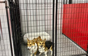 Book Raceway Retreat - Indoor (2 Dogs)- 5x5