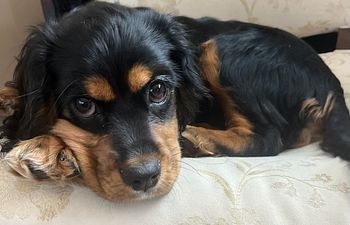 Book Puppy Training Lessons (Age 8 to 20 weeks old) - Mobile In-Home
