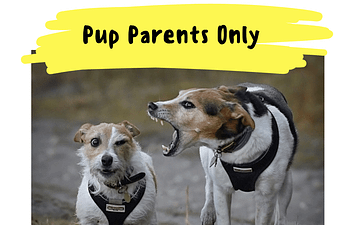 Book Stranger Danger for Concerned Canines- Pup Parent Only Class