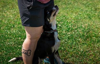 Book Obedience for the Future Agility Dog