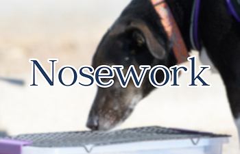 Book Foundations of Nosework 