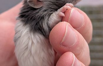 Book Tuesday Introduction To The Rat!