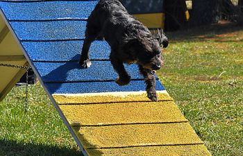 Book Agility Drop In