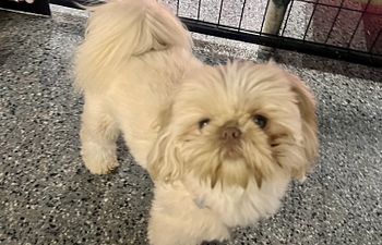 Book Velocity Villa (1 Dog)- 5X5 mini