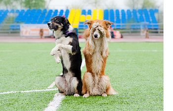 Book Tricks That Teach 