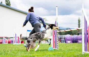 Book Mixed Level Agility for Reactive Dogs