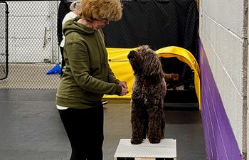 Book Canine Confidence and Connection 