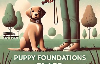 Book Puppy Foundations