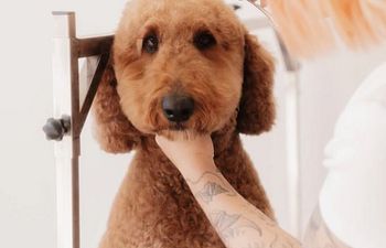 Book Style Groom | Scissor Cut or Hand Stripping 5: X-LARGE