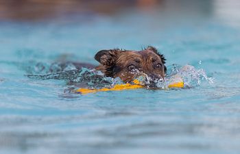 Book 2-Hour Private Group Pool Session (up to 6 dogs)