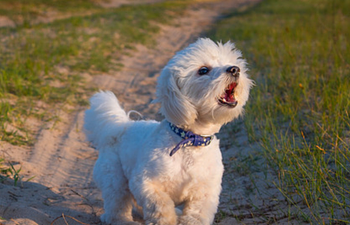 Book Reactive Dog Class (10 Week)