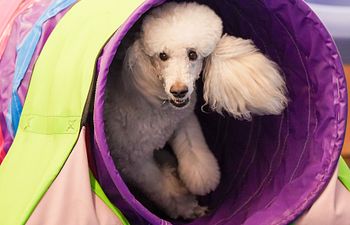 Book Agility Handling Open Enrollment ffluffy