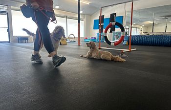 Book Level Up: Obedience Games 